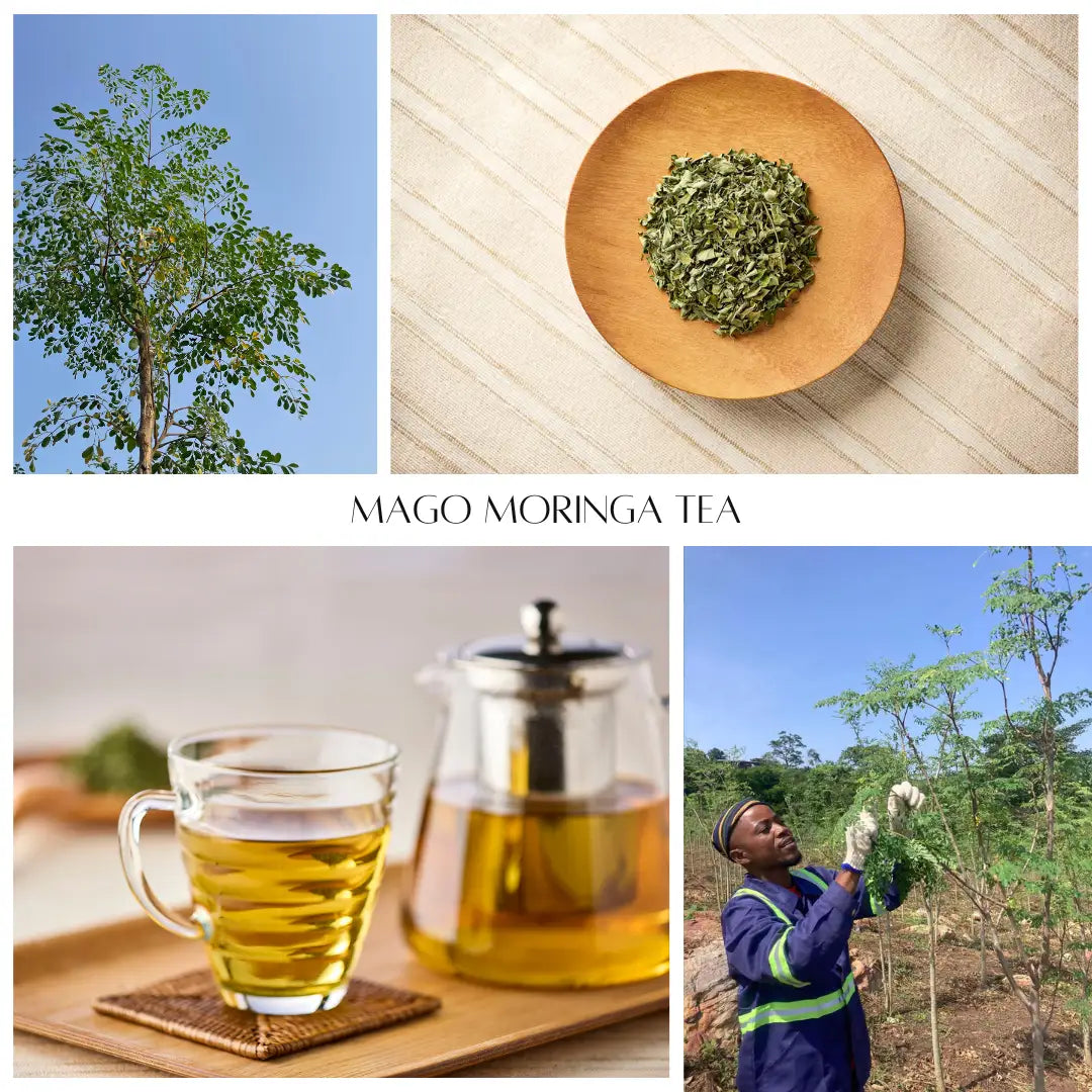 「MAGO MORINGA TEA」発売開始いたしました!